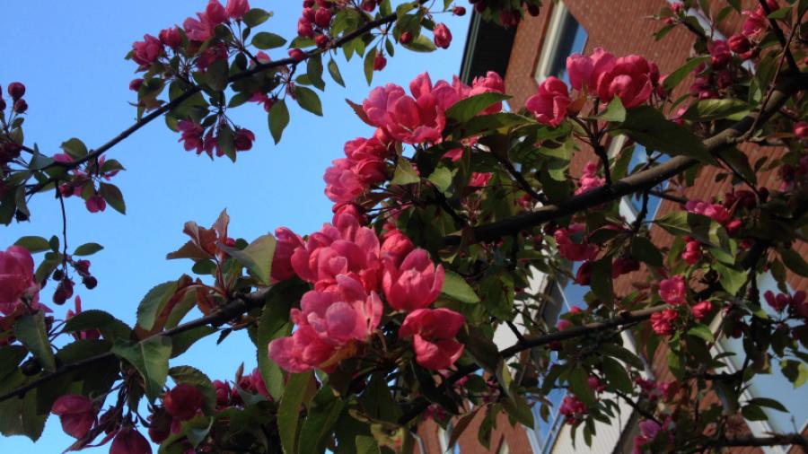 Äppelträden mot Sturegatan i full blom